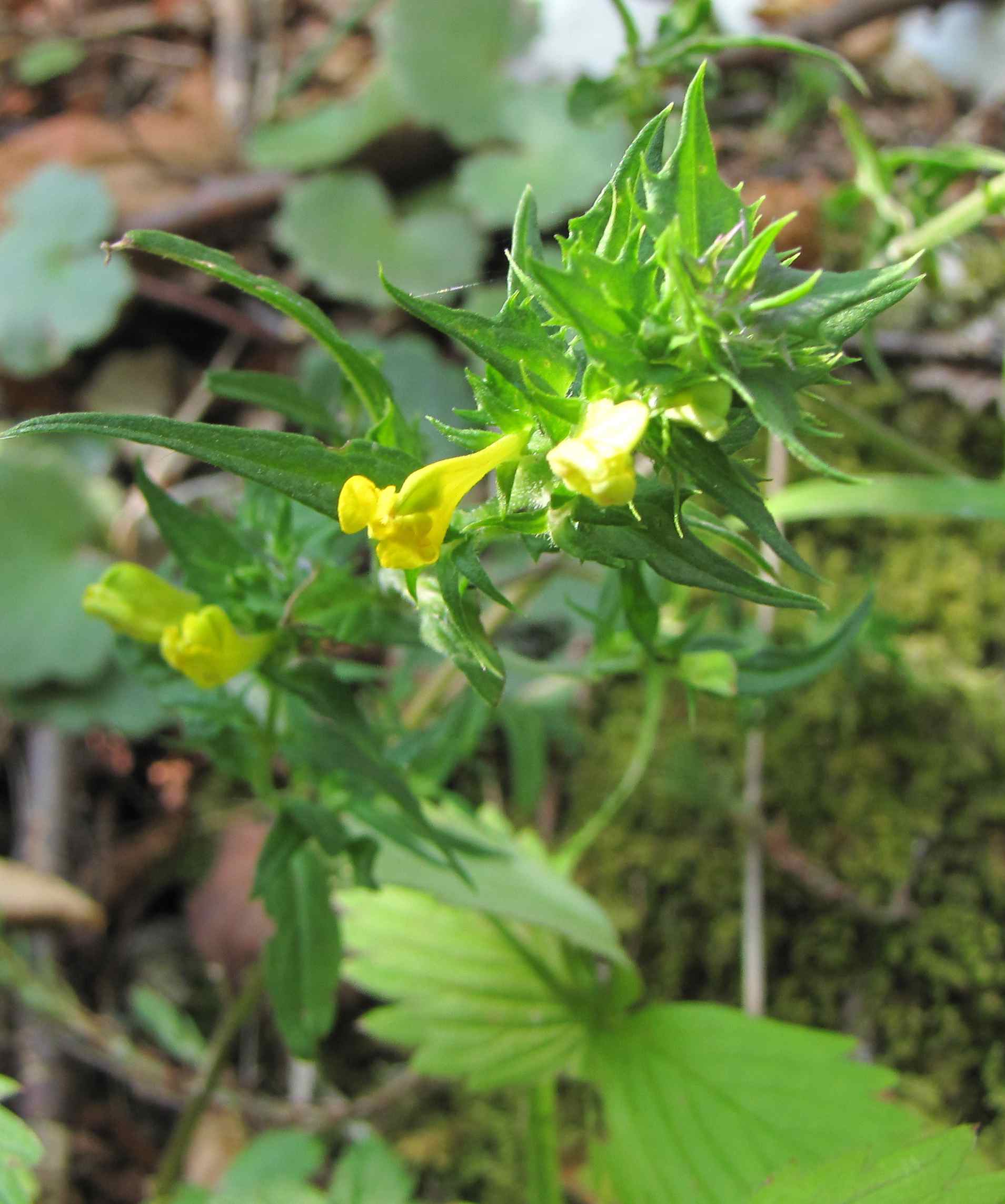 Melampyrum cfr. italicum